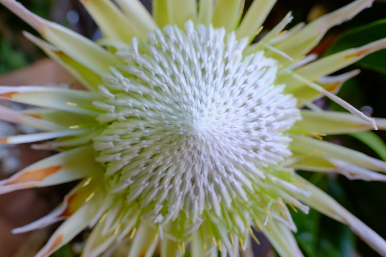 CLOSE-UP OF WHITE DAISY FLOWER