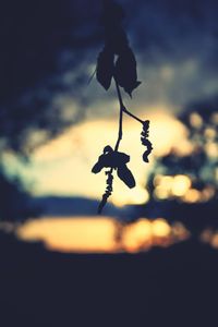 Close-up of plants against sky at sunset