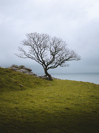 Bare tree on field against sky