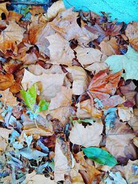 Leaves on ground