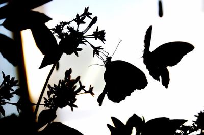 Low angle view of butterfly on silhouette tree against sky