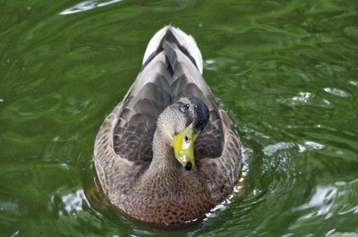 High angle view of duck swimming in lake