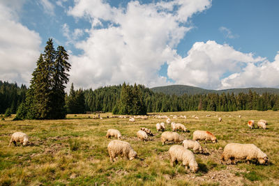 Flock of sheep on field against sky