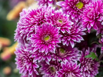 Close-up of purple flowers blooming outdoors
