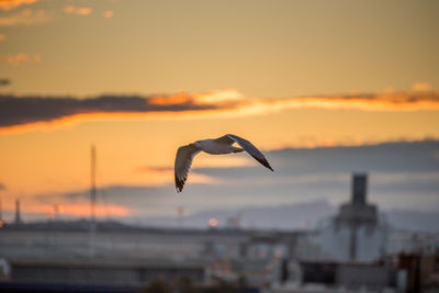 Seagull flying in sky during sunset