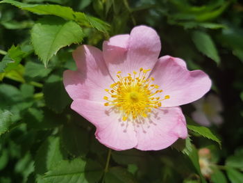 Close-up of pink flower blooming outdoors