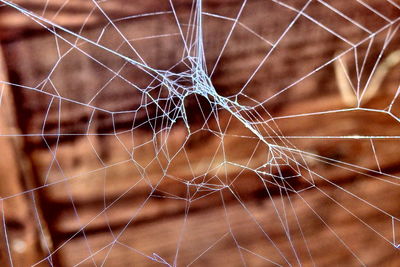 Close-up of spider web