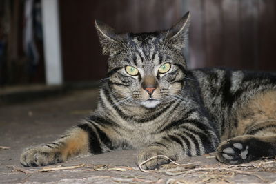 Portrait of tabby cat