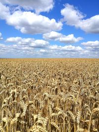 Scenic view of wheat field against sky