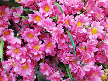 Close-up of pink flowering plants