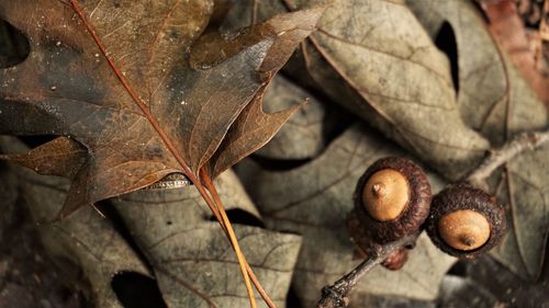 Close-up of brown acorns on dry leaves in autumn