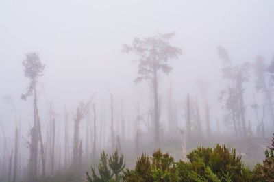 Trees in forest during foggy weather