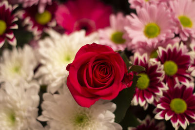 Close-up of rose bouquet