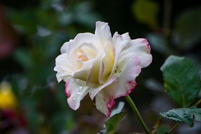 Close-up of white rose