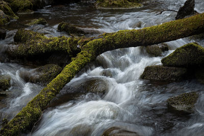 Moss-clad branch lying across a fresh creek flowing between moss-clad rocks