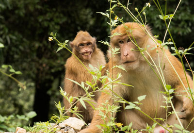 Close-up of monkeys sitting by plants