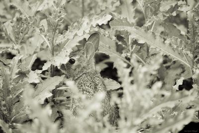 Close-up of lizard on a field