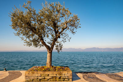 Tree by sea against clear sky