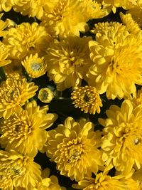 Close-up of yellow flowers