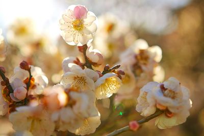 Close-up of white flowers blooming on tree