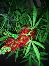 Full frame shot of plants