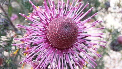 Close-up of pink flowers blooming outdoors