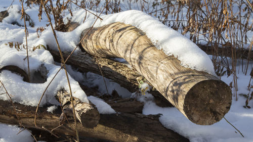 Close-up of dead tree on snow covered land