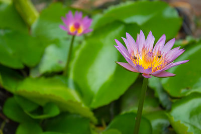 Close-up of pink lotus water lily