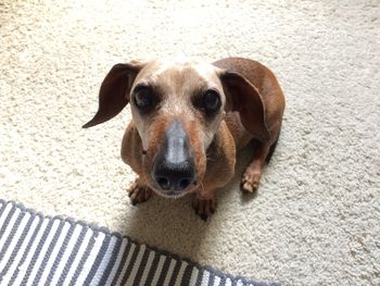 High angle portrait of dog on floor