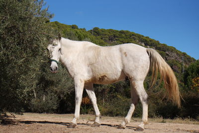 Horse standing by tree against sky