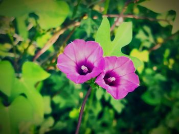 Close-up of pink flower blooming outdoors