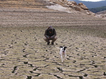 Dog on stone wall