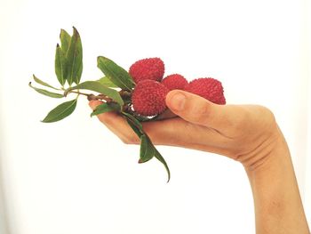 Close-up of hand holding strawberry over white background