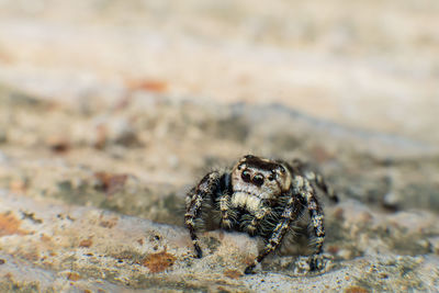 Close-up of insect on land