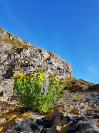 Plants growing on rock against blue sky