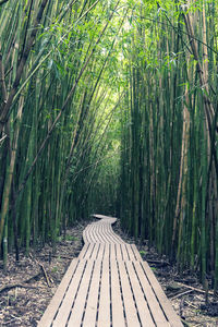 View of bamboo trees in forest