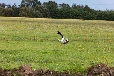 Bird flying over field