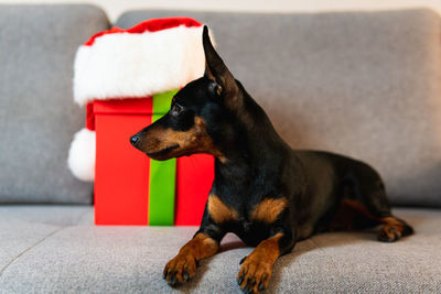 Close-up of a dog looking away