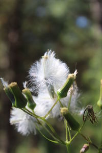 Close-up of white flowers