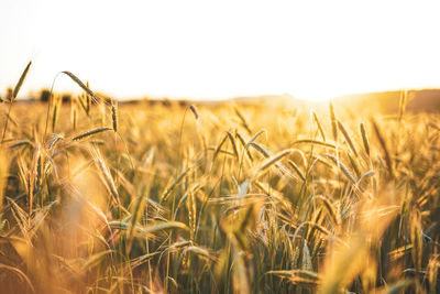 Wheat field against clear sky