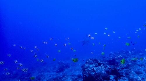 Flock of birds in sea