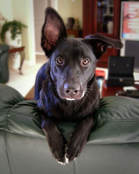 Close-up portrait of dog sitting on sofa at home