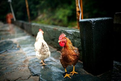 Chickens on street