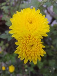 Close-up of yellow flowering plant on field