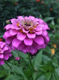 Close-up of pink flower blooming outdoors