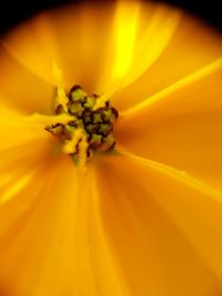 Close-up of yellow flower blooming outdoors