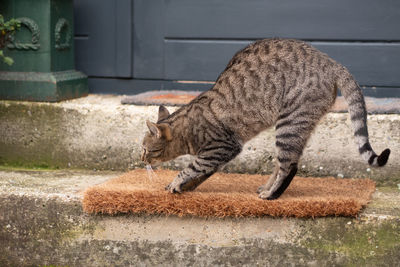 Side view of a cat scratching a door mat 