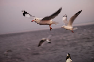 Seagulls flying over sea