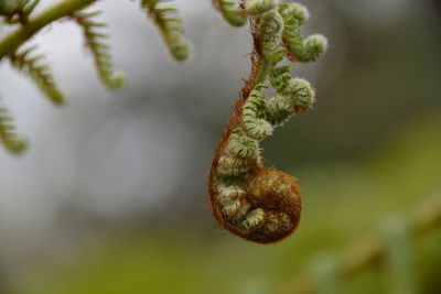 Close-up of plant