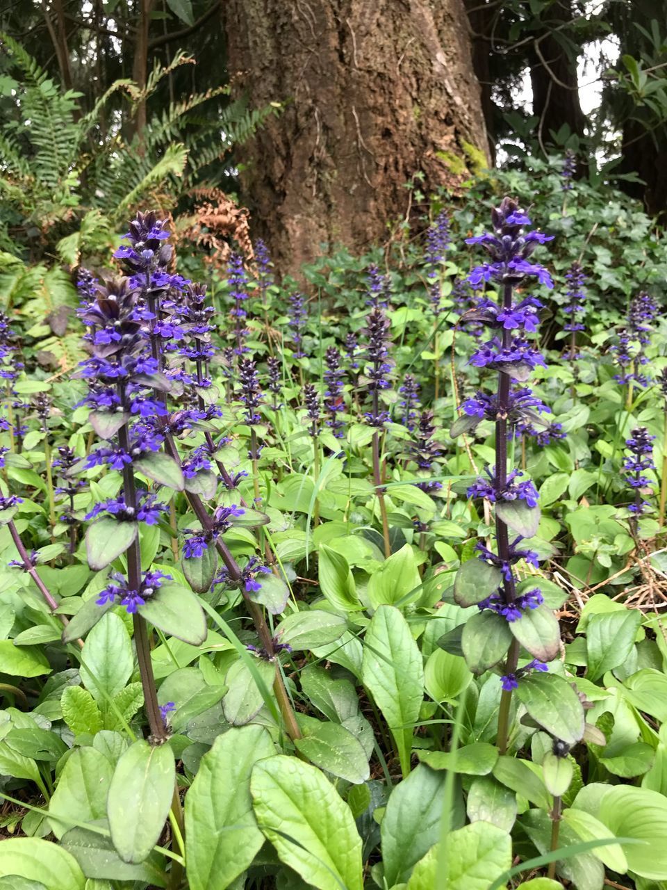 CLOSE-UP OF PURPLE FLOWERING PLANT IN PARK